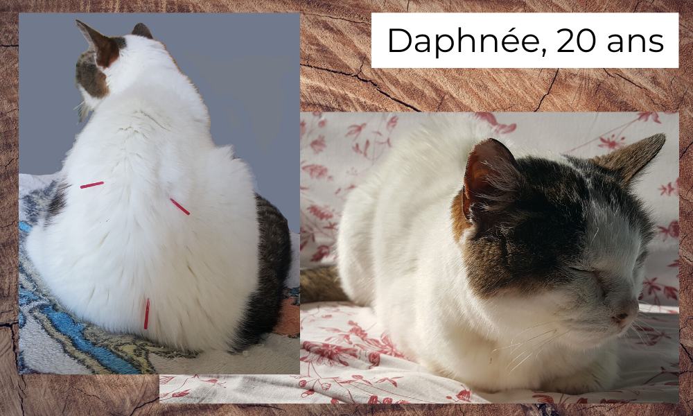 Daphnée, chatte européenne 20 ans, souffrant de maladie/insuffisance rénale chronique et d’arthrose
