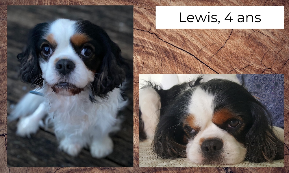 Lewis, Cavalier King Charles de 4 ans, suspicion de syndrome de type Chiari ou syringomyélie