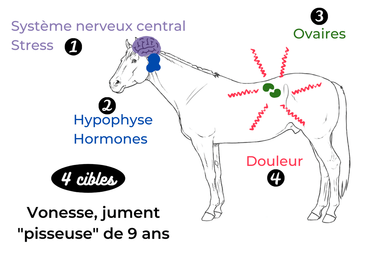 jument pisseuse douleur ovarienne plantes traitement naturel phytothérapie vétérinaire jument pisseuse douleur ovarienne plantes traitement naturel phytothérapie vétérinaire