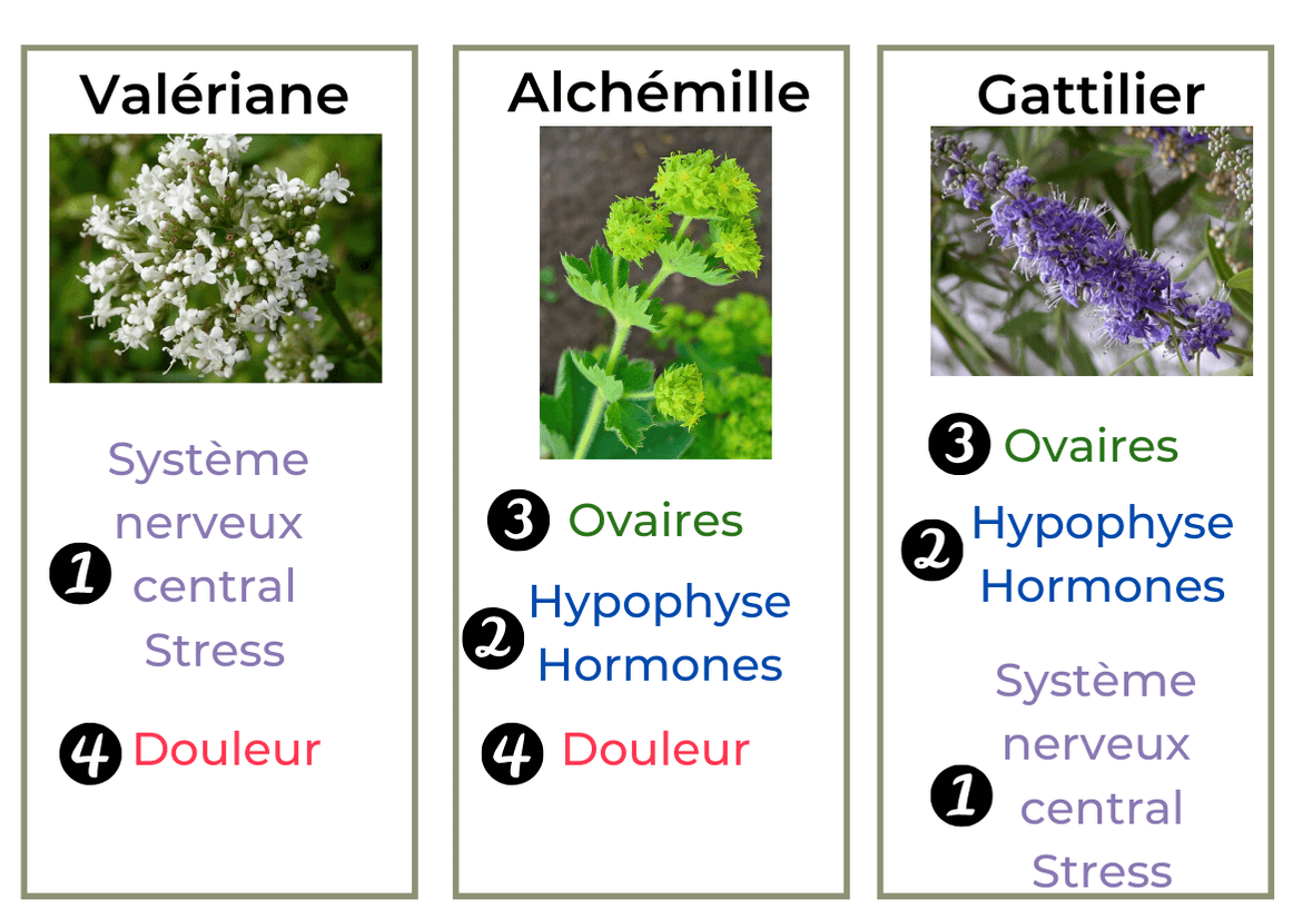 jument pisseuse douleur ovarienne plantes traitement naturel phytothérapie vétérinaire jument pisseuse douleur ovarienne plantes traitement naturel phytothérapie vétérinaire