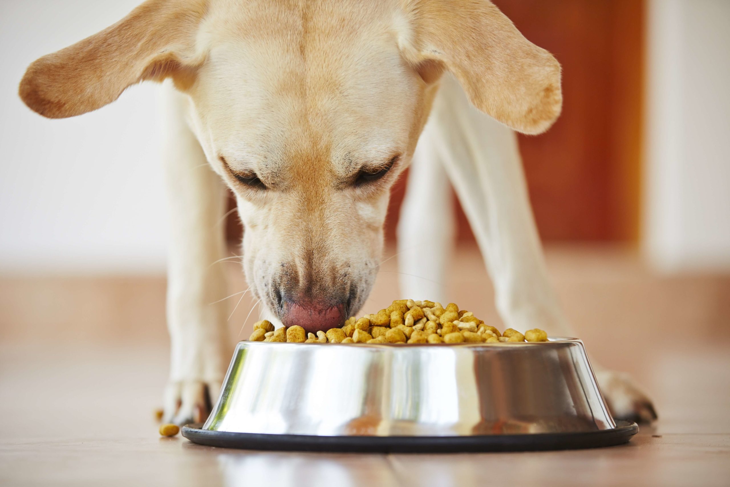 Nutrition alimentation animale chien chat croquettes BARF bi-nutrition ration ménagère
