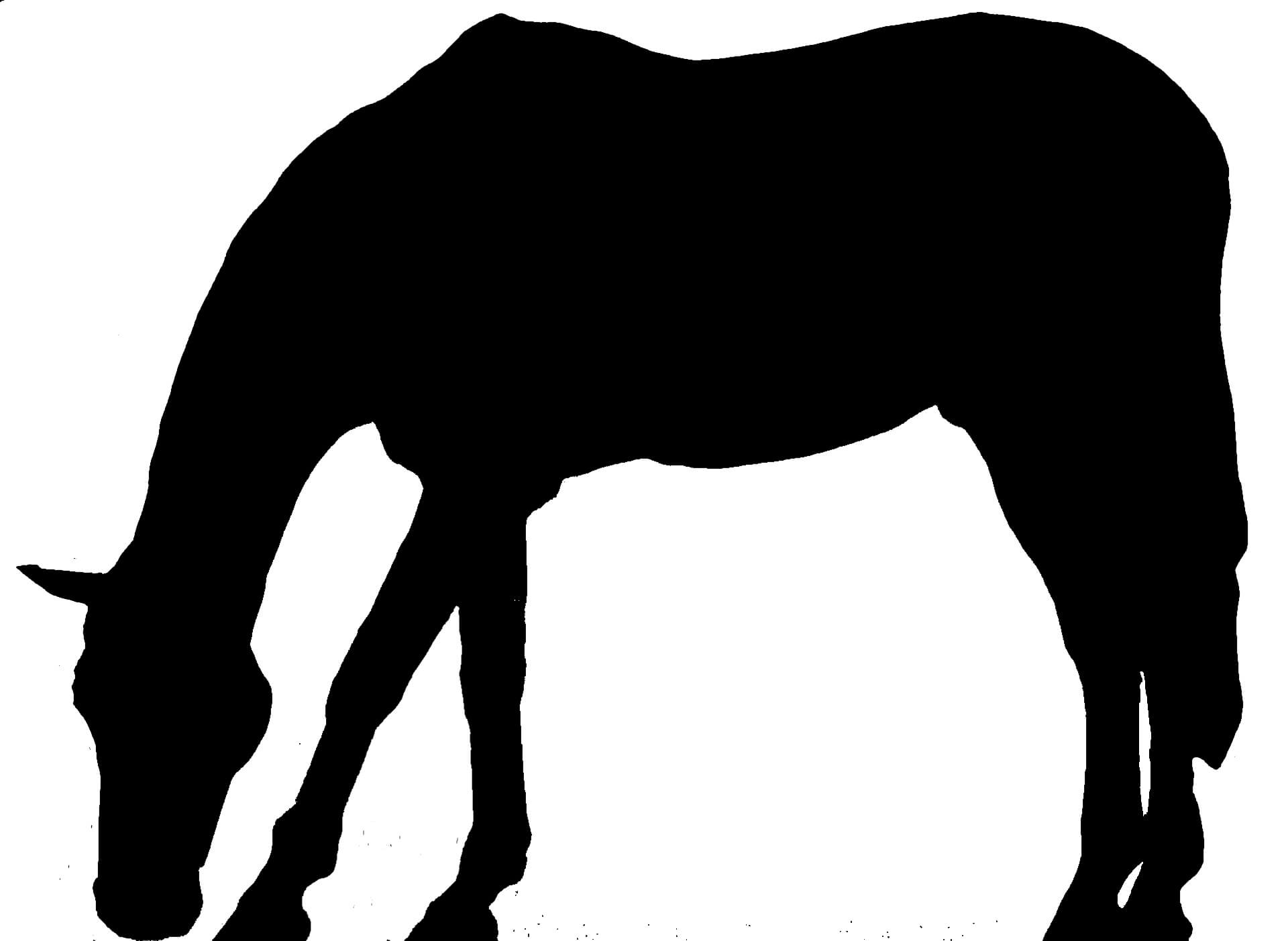 Silhouette CV broute cheval médecine vétérinaire naturelle alternative soins naturels plantes