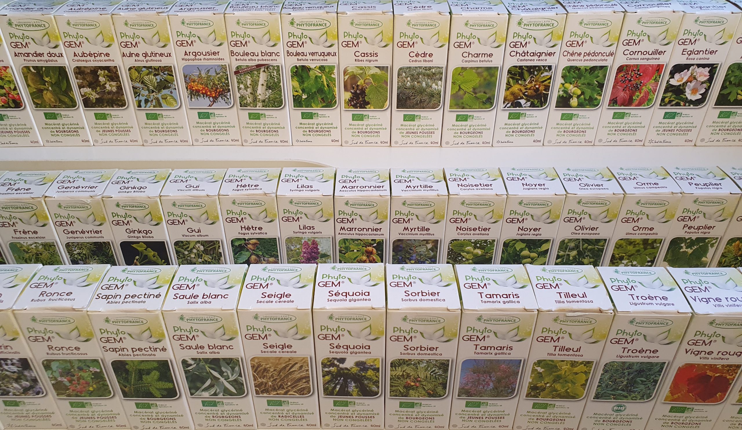 gemmothéraie bourgeons médecine vétérinaire naturelle alternative soins naturels plantes gemmothéraie bourgeons médecine vétérinaire naturelle alternative soins naturels plantes