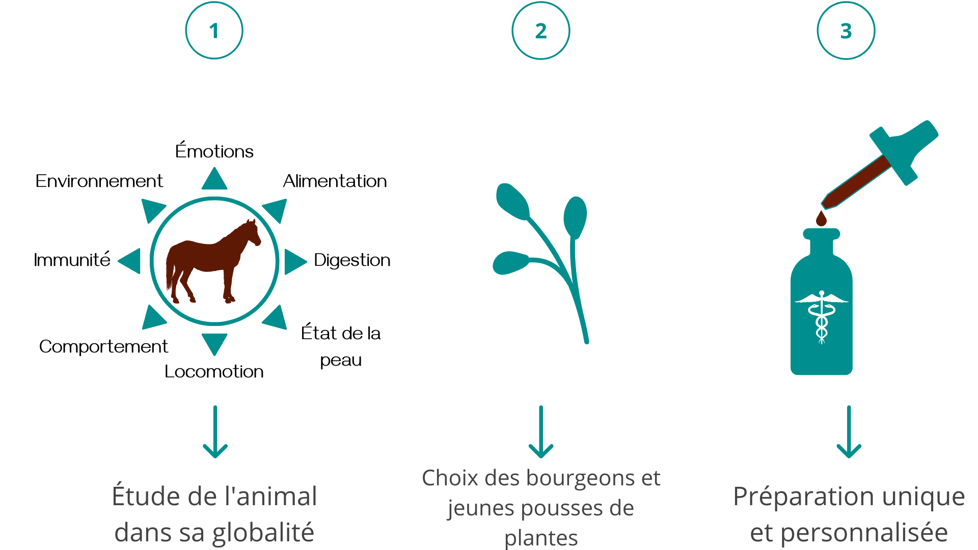 gemmothéraie bourgeons médecine vétérinaire naturelle alternative soins naturels plantes gemmothéraie bourgeons médecine vétérinaire naturelle alternative soins naturels plantes