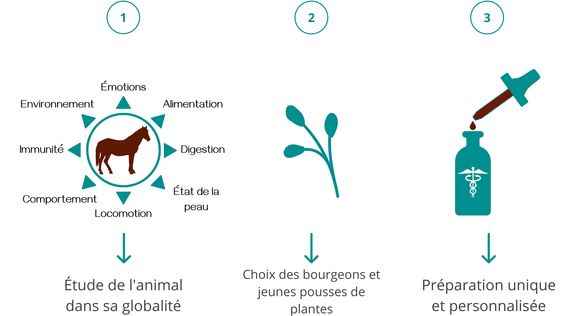 gemmothéraie bourgeons médecine vétérinaire naturelle alternative soins naturels plantes