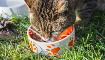 Nutrition alimentation animale chien chat croquettes BARF bi-nutrition ration ménagère
