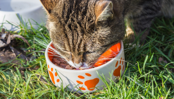 Nutrition alimentation animale chien chat croquettes BARF bi-nutrition ration ménagère Nutrition alimentation animale chien chat croquettes BARF bi-nutrition ration ménagère