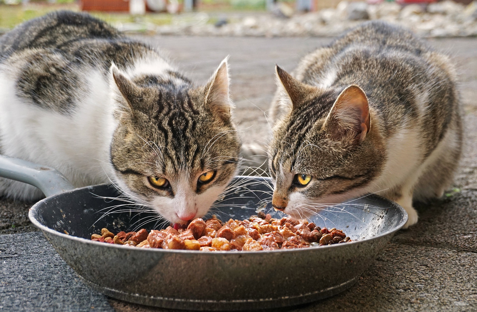 Nutrition alimentation animale chien chat croquettes BARF bi-nutrition ration ménagère