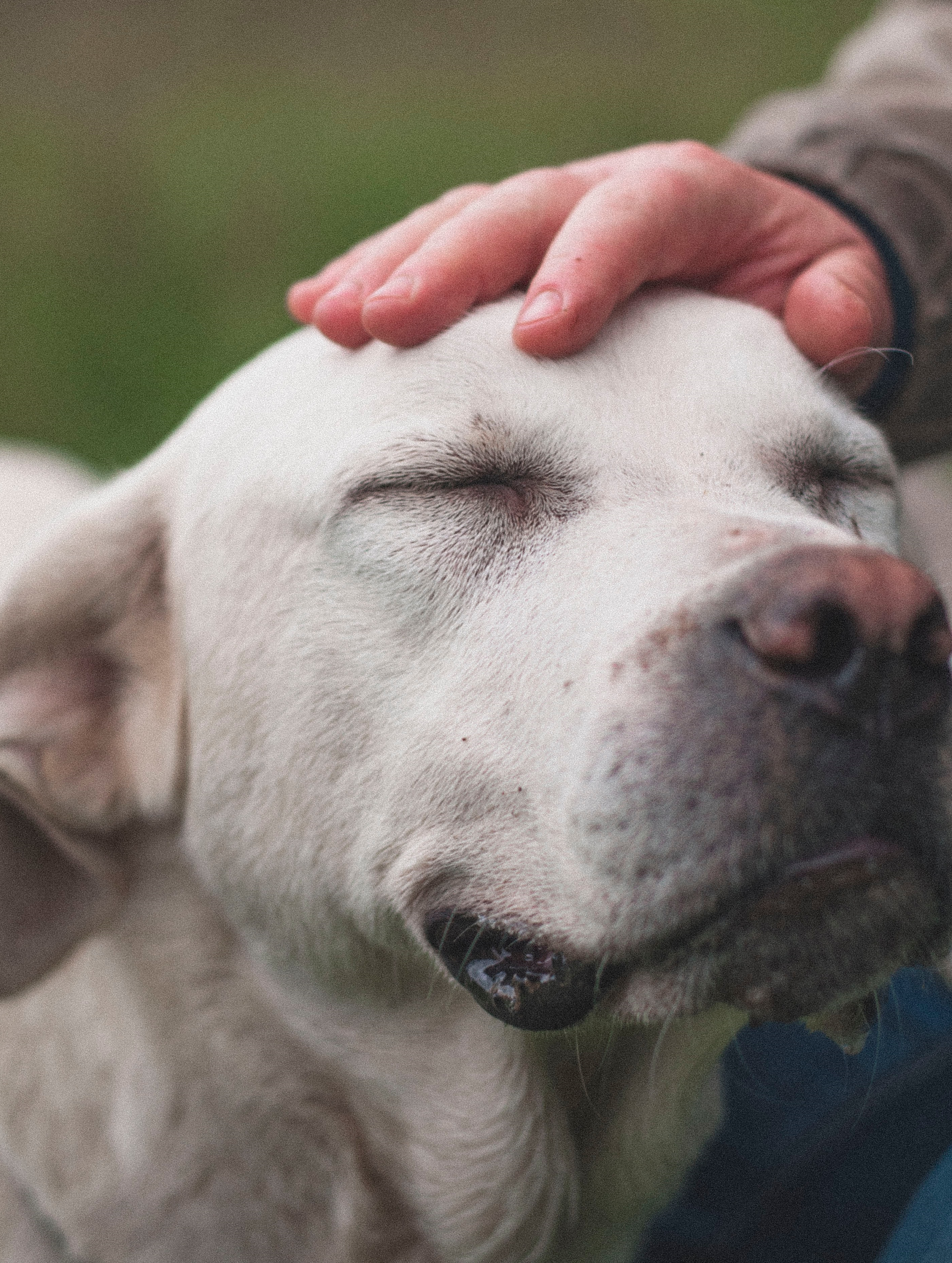 caresse chien.2 médecine vétérinaire naturelle alternative soins naturels plantes