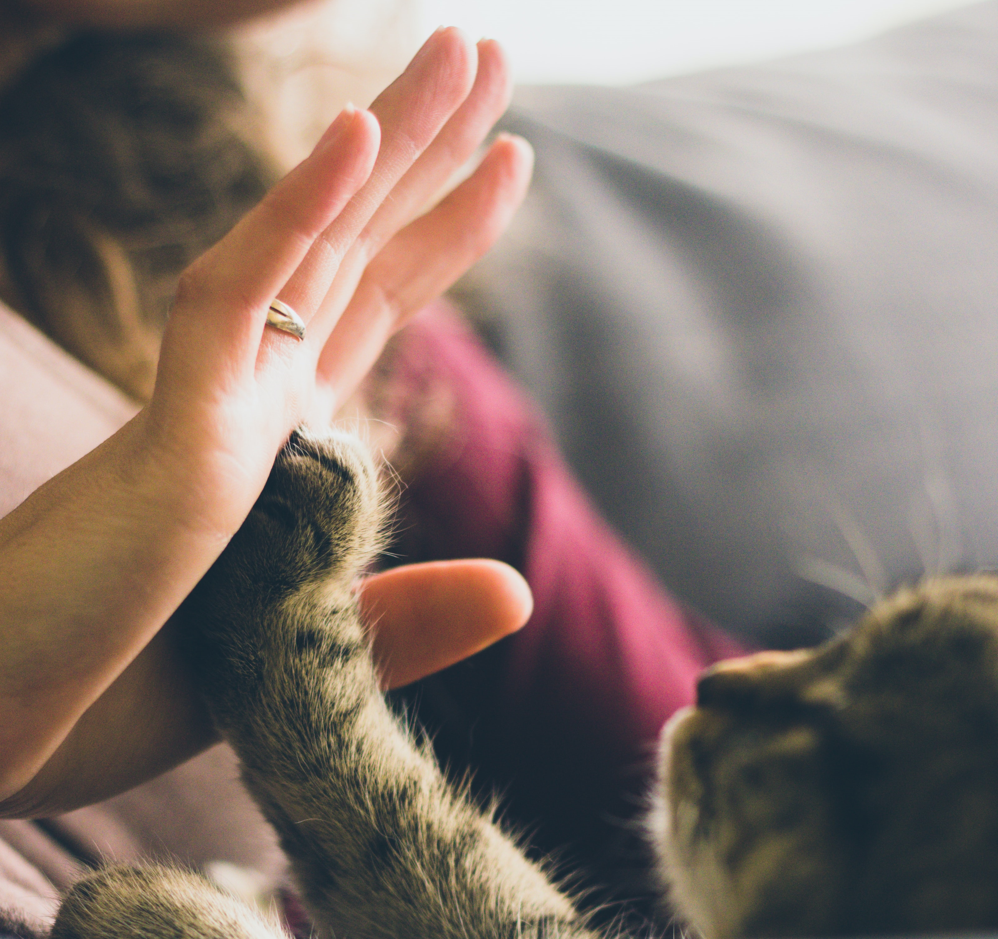 médecine vétérinaire intuitive énergétique soin humain animal communication animale énergétique communication animale