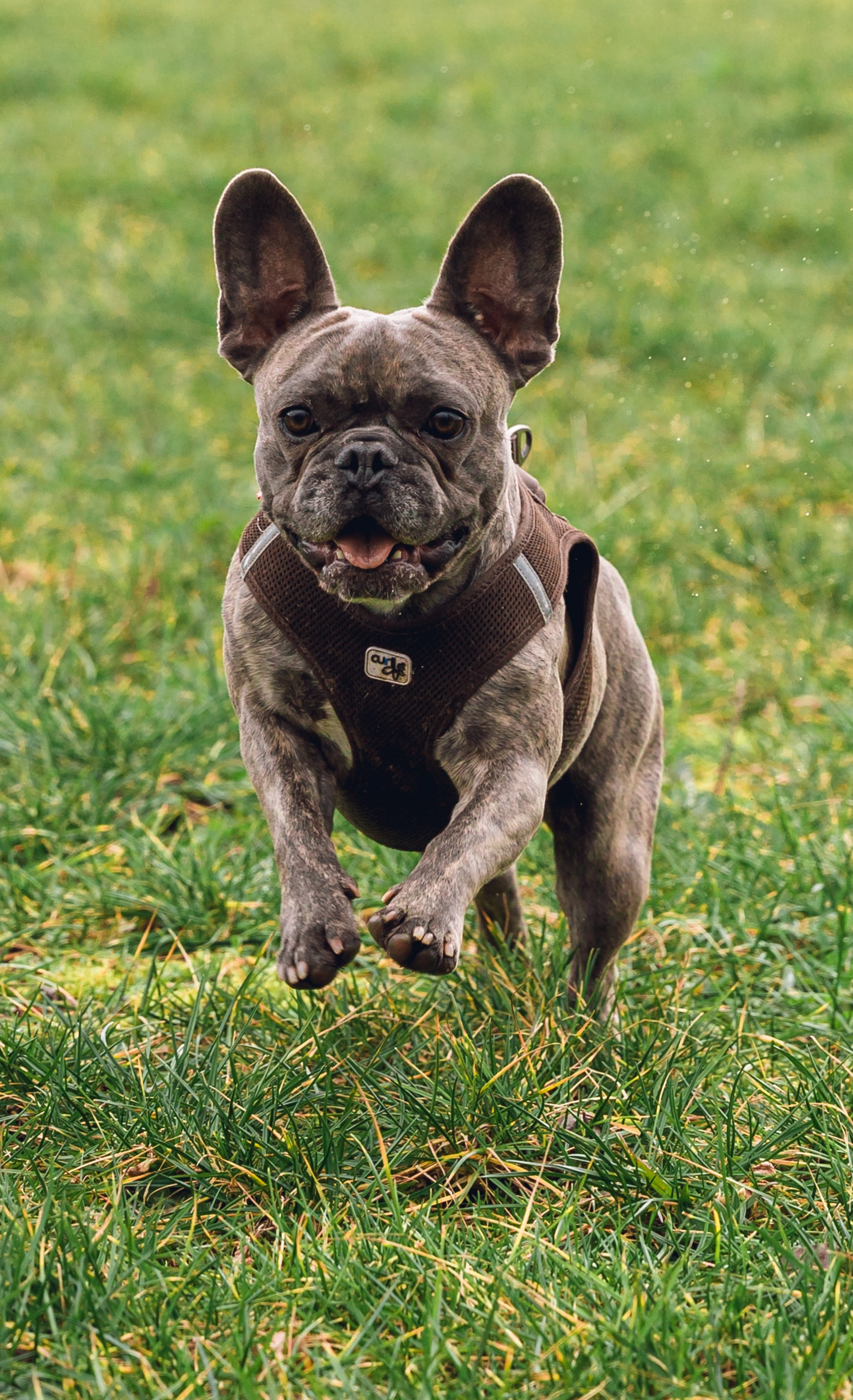 chien Bouledogue mvt.2 chien médecine vétérinaire naturelle alternative soins naturels plantes