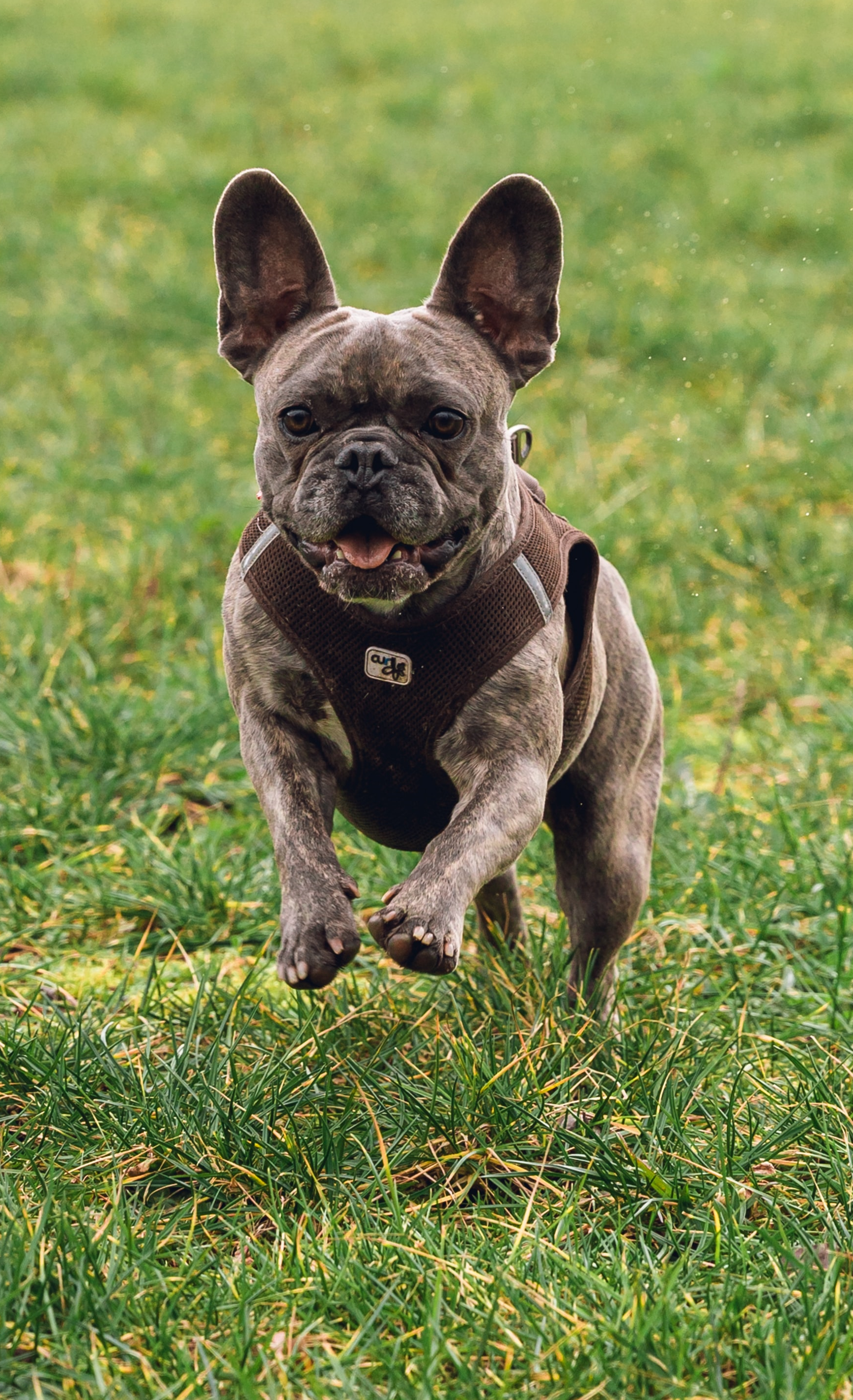 chien médecine vétérinaire naturelle alternative soins naturels plantes