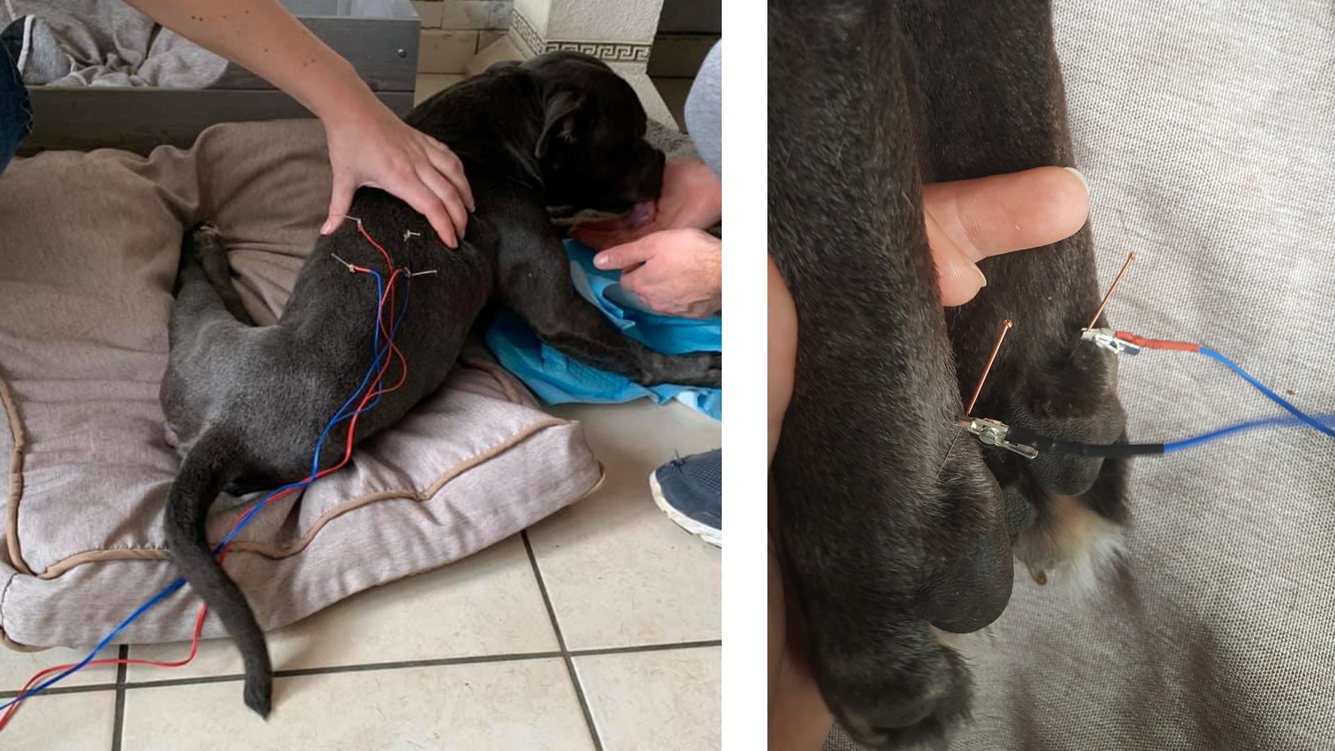 Oz paralysie angiostrongylose électro-acupuncture vétérinaire médecine alternative phytothérapie Oz paralysie angiostrongylose électro-acupuncture vétérinaire médecine alternative phytothérapie