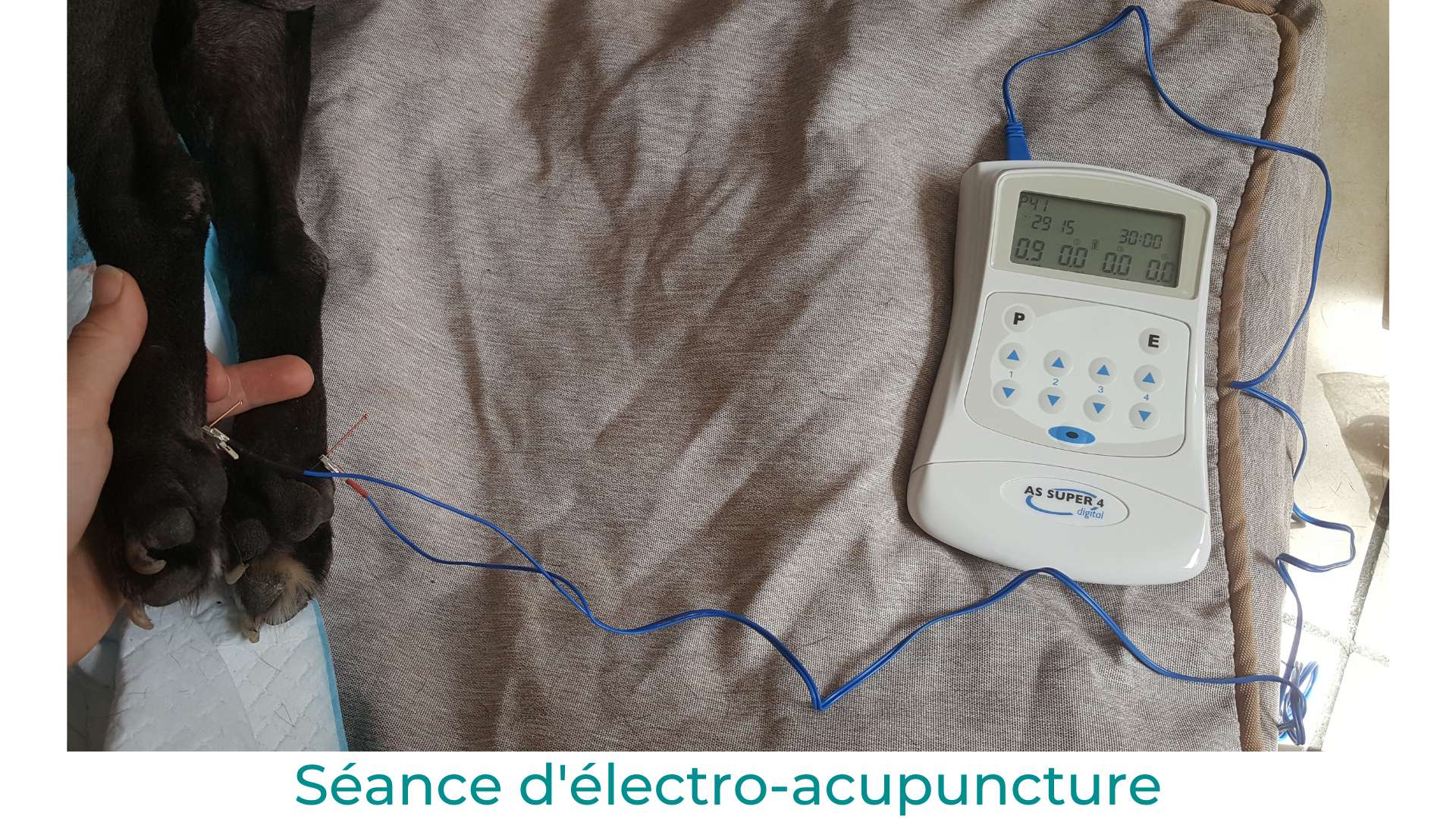 Oz paralysie angiostrongylose électro-acupuncture vétérinaire médecine alternative phytothérapie Oz paralysie angiostrongylose électro-acupuncture vétérinaire médecine alternative phytothérapie