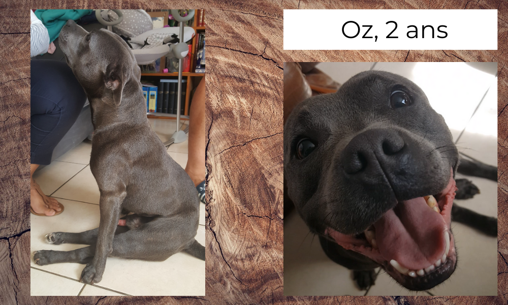 Oz, Staffie de 2 ans, paralysé suite à une angiostrongylose