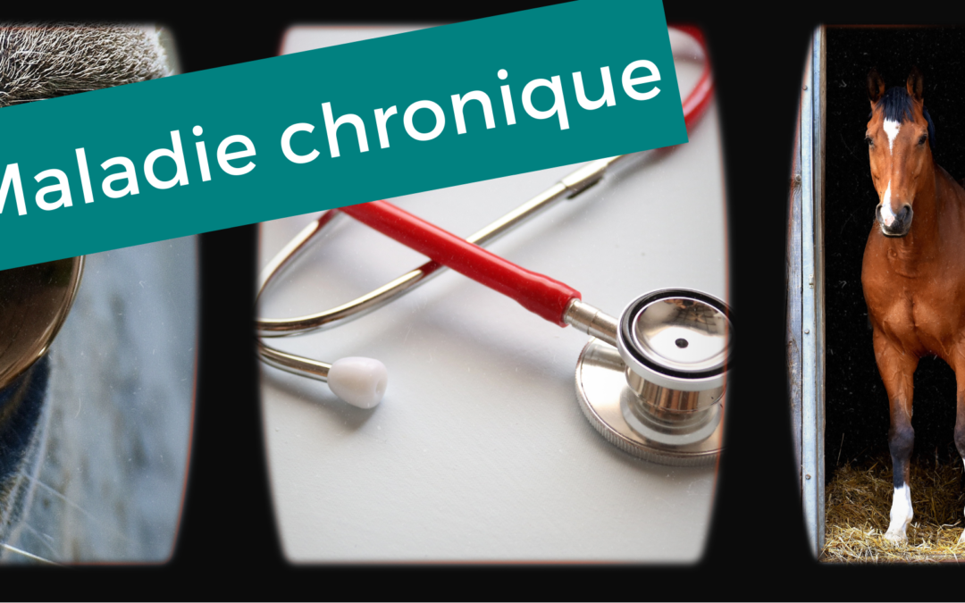 ulcère gastrique cheval médecine vétérinaire alternative