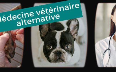 Médecine vétérinaire alternative vs. médecine vétérinaire conventionnelle