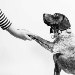 médecine vétérinaire intuitive énergétique soin humain animal communication animale énergétique médecine vétérinaire intuitive énergétique soin humain animal communication animale énergétique communication animale