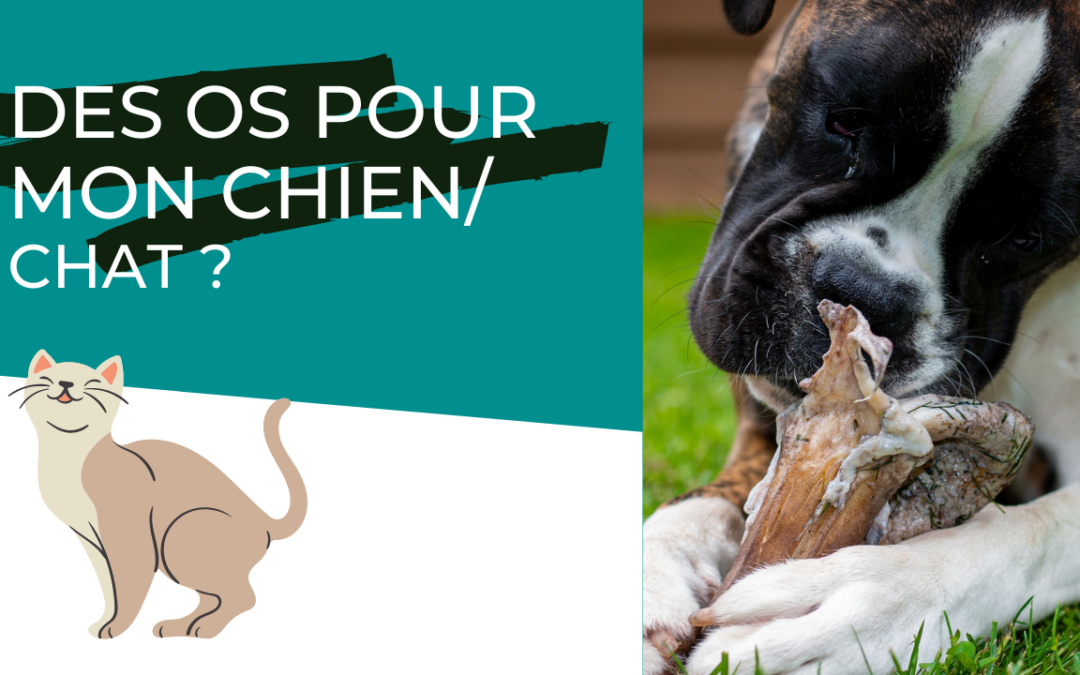 os os charnus chien chat BARF raw feeding prey model nutrition animale ration ménagère