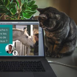 Atelier huiles essentielles chat Atelier huiles essentielles chat
