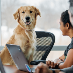 Téléconsultation holistique chien chat cheval