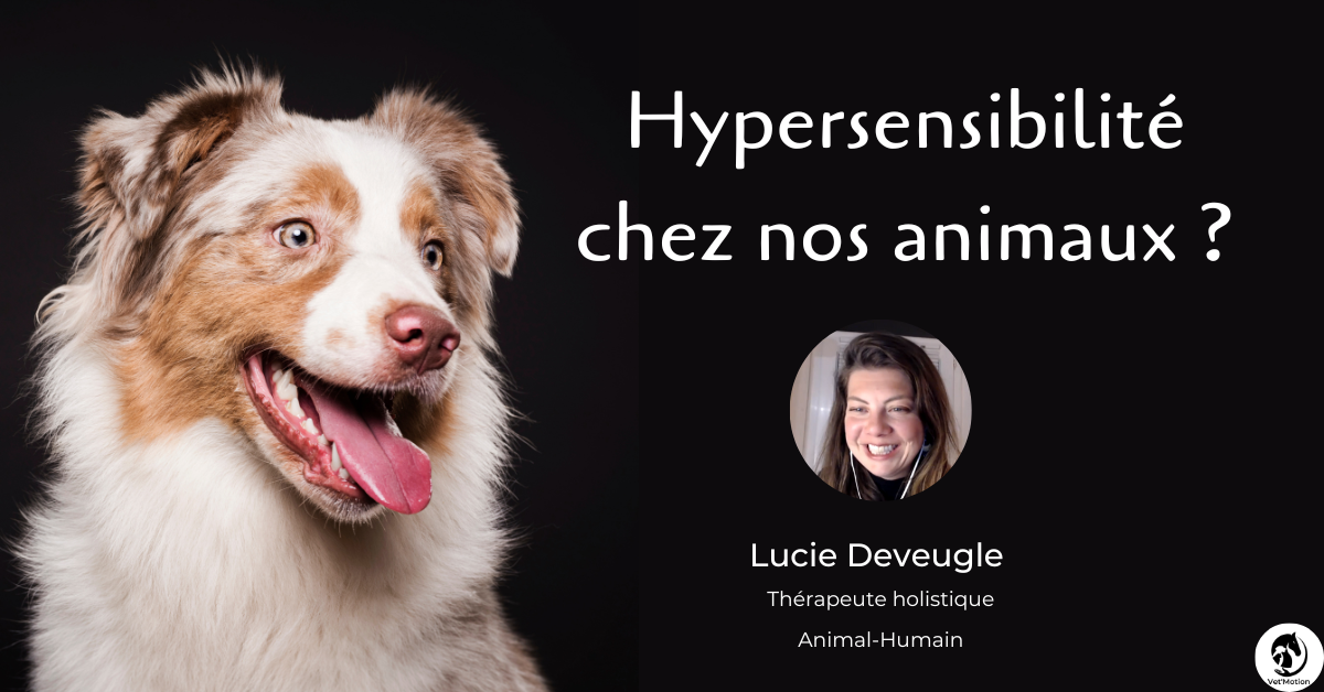 hypersensibilité animale communication animale chien chat cheval
