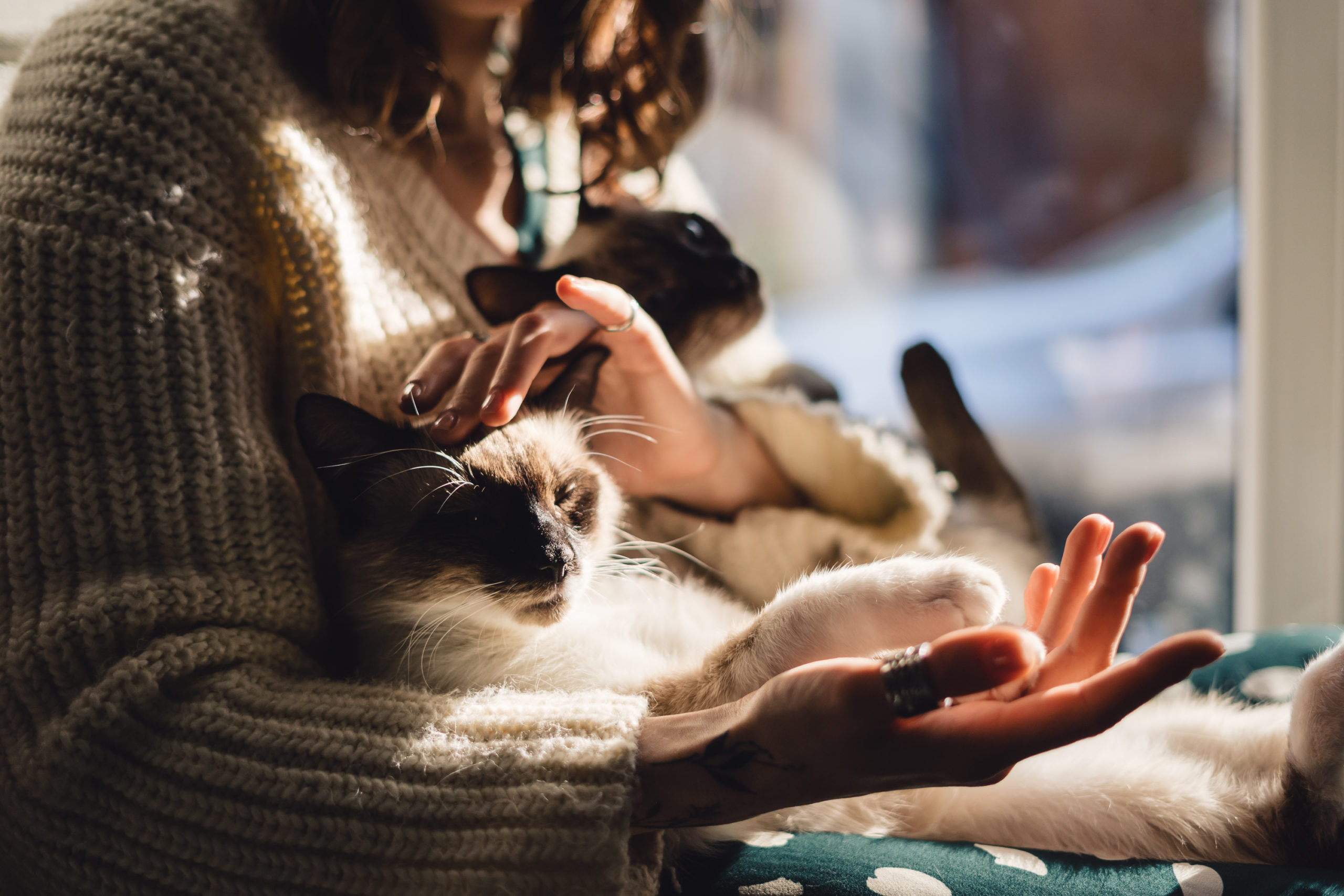 naturopathie animale thérapie animal humain alternative naturopathie animale thérapie animal humain alternative